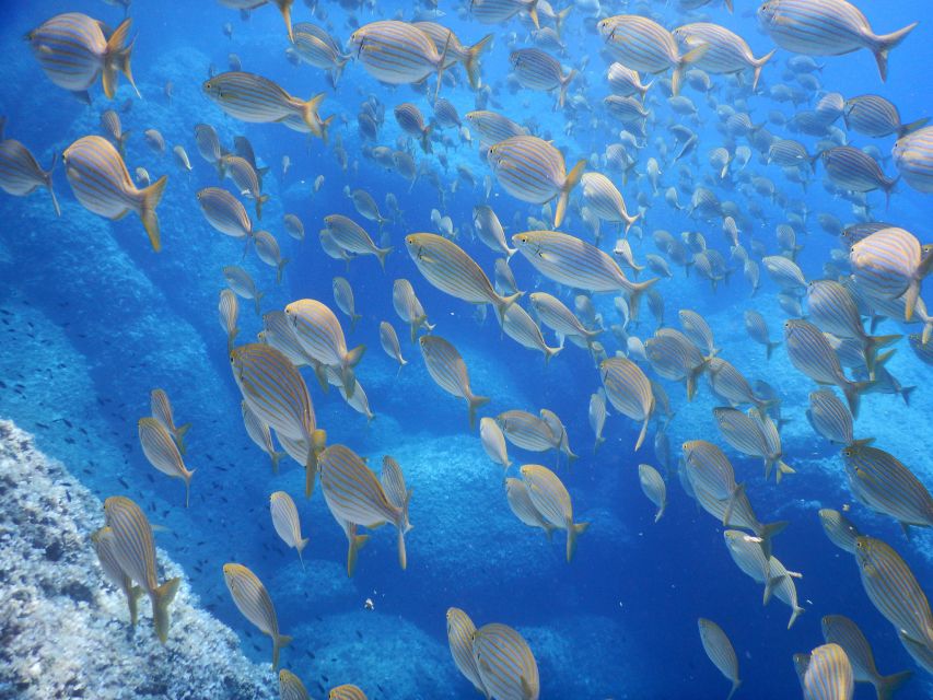1-Hour Snorkeling Tour in Paraggi Bay, Portofino - What makes Paraggi Bay worth seeing underwater
