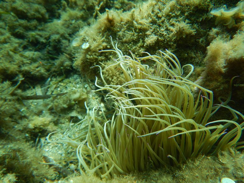 1-Hour Snorkeling Tour in Paraggi Bay, Portofino - The 10-minute briefing makes the short tour count
