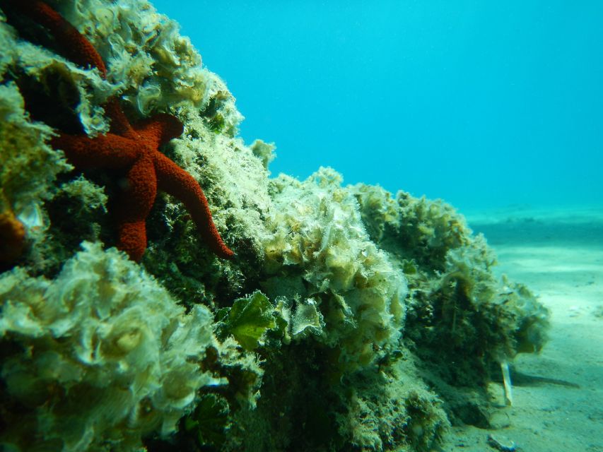 1-Hour Snorkeling Tour in Paraggi Bay, Portofino - Fifty minutes across three underwater habitats