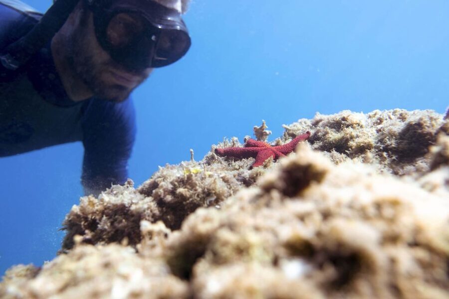 1-Hour Snorkeling Tour in Paraggi Bay, Portofino - The guide’s role matters in a short snorkeling session