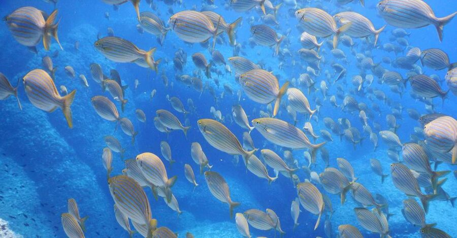 1-Hour Snorkeling Tour in Paraggi Bay, Portofino - Meeting at Niasca Beach beside Paraggi