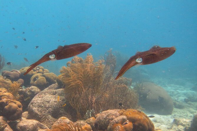 100% Private Charter Snorkel, Sail, Relax (Cruisers Friendly) - Snacks, Drinks, and the Pace of a Half-Day