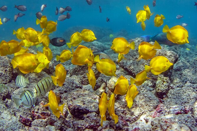 2-Hour Dolphin Watching and Double Reef with Snorkel in Hawaii - The dolphin search comes first
