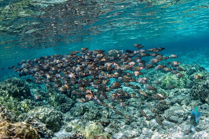 2-Hour Dolphin Watching and Double Reef with Snorkel in Hawaii - The second reef adds variety