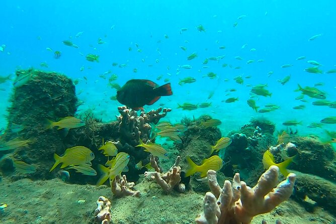 2 ½ - Hour Guided Snorkel Tour of Phil Foster park, Free Videos! - Meeting Westin and getting ready on shore