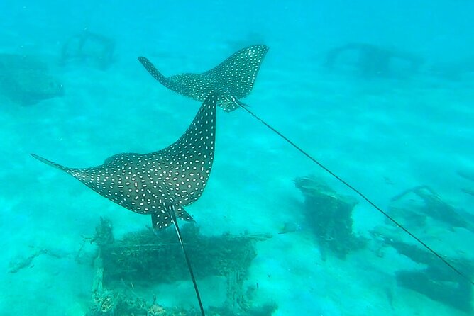 2 ½ - Hour Guided Snorkel Tour of Phil Foster park, Free Videos! - What you might see beneath the bridge