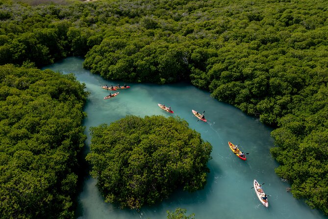 2 Hour Mangrove Kayak and Snorkel Tour - From 140 Kaminda Lac to the mangrove channels