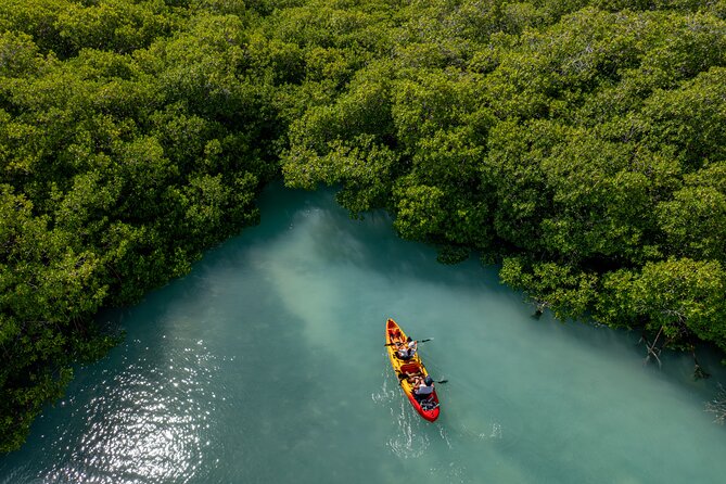 2 Hour Mangrove Kayak and Snorkel Tour - The kayak-only snorkeling stop