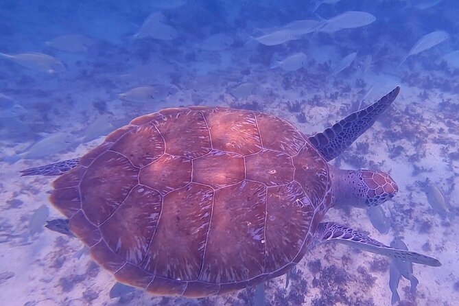 2-Hour Snorkeling in Two Spots of Tulum's Reef - What to pack and how to plan the day