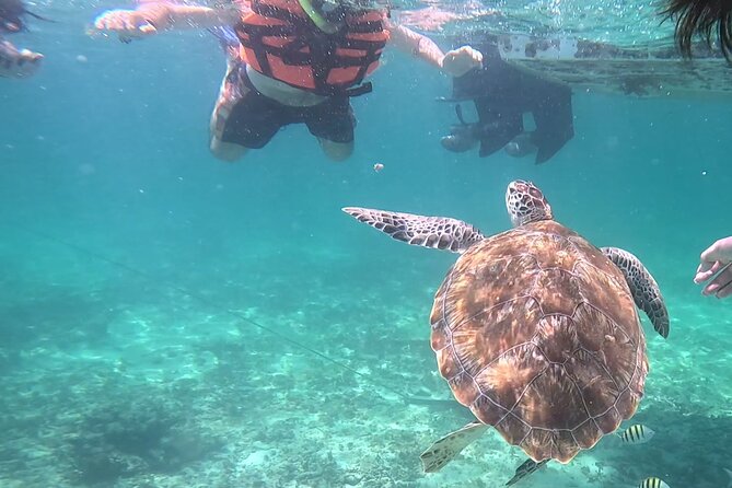 2-Hour Snorkeling in Two Spots of Tulum's Reef - The first stop: turtles, rays, and larger fish