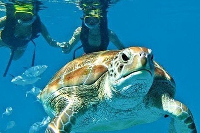 2 Hours Turtle Feeding, Shipwreck & Reef Snorkeling Tour Barbados - Quick facts about the Barbados turtle tour