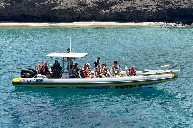 2h Dolphin and Whale Viewing + Snorkeling Tour - Thirty minutes of snorkeling in a sheltered spot