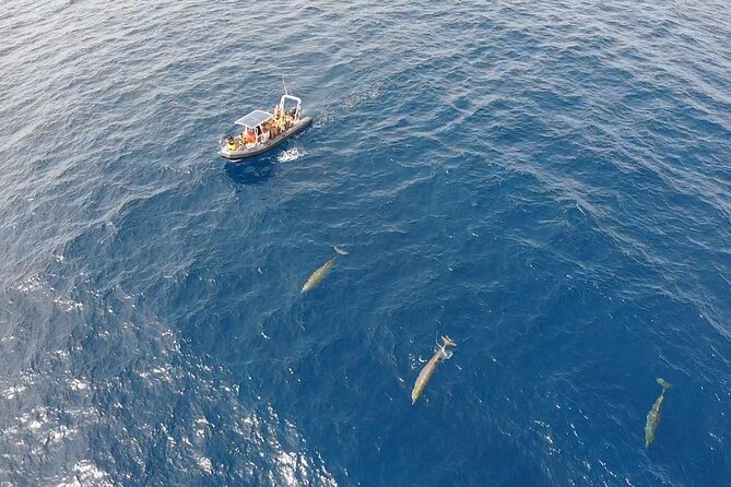 2h Dolphin and Whale Viewing + Snorkeling Tour - The thrill factor: speed, spray, and Atlantic waves