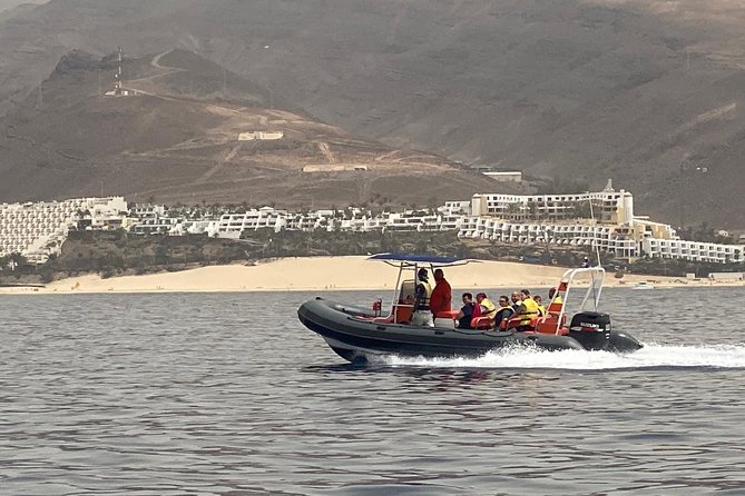 2h Dolphin and Whale Viewing + Snorkeling Tour - How the two-hour schedule works