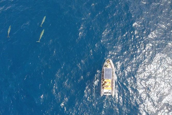 2h Dolphin and Whale Viewing + Snorkeling Tour - Is $62.88 good value?