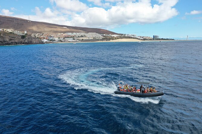 2h Dolphin and Whale Viewing + Snorkeling Tour - Searching for dolphins, whales, and other marine life