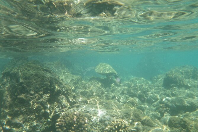 3.5 Hour Kailua-Kona Ocean Kayak and Snorkel Tour - Cliff jumping is optional, not the point