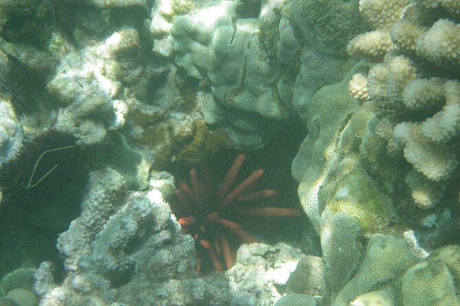 3.5 Hour Kailua-Kona Ocean Kayak and Snorkel Tour - What the small group changes