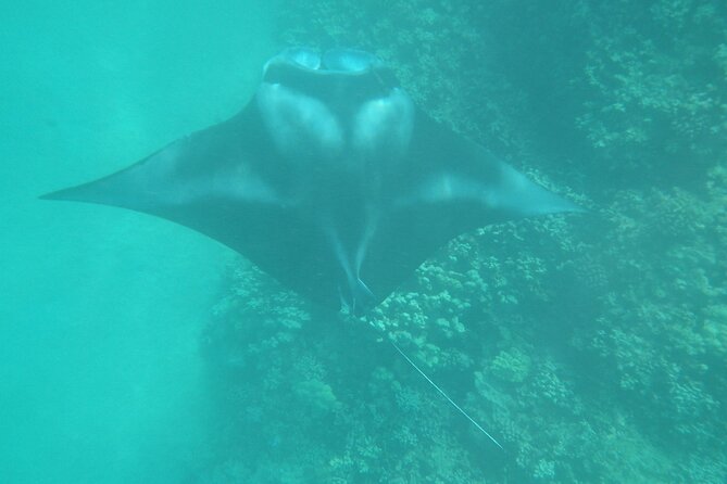 3.5 Hour Kailua-Kona Ocean Kayak and Snorkel Tour - Is the $99 price a good value?