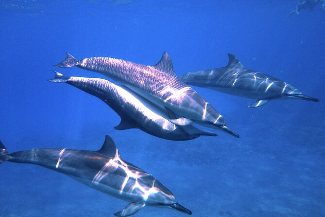 3.5 Hour Kailua-Kona Ocean Kayak and Snorkel Tour - Looking for spinner dolphins near Keauhou Bay