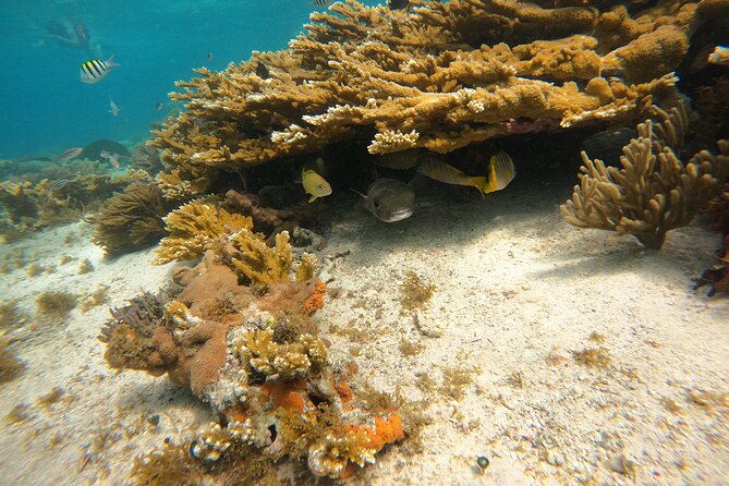 3 Hours VIP Semiprivate Tour Isla Mujeres Full Snorkeling Experience - Sac Bajo includes a look at the coral farm