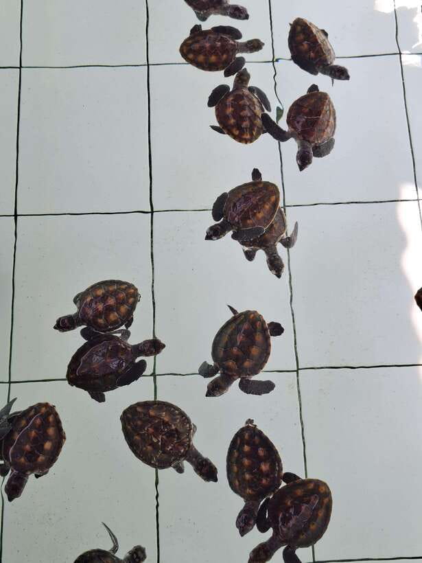 3 islands snorkeling & turtle sanctuary Gopro included - Three Gili islands for one low price