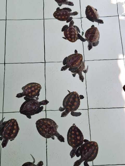 3 islands snorkeling & turtle sanctuary Gopro included - What the boat and group size mean