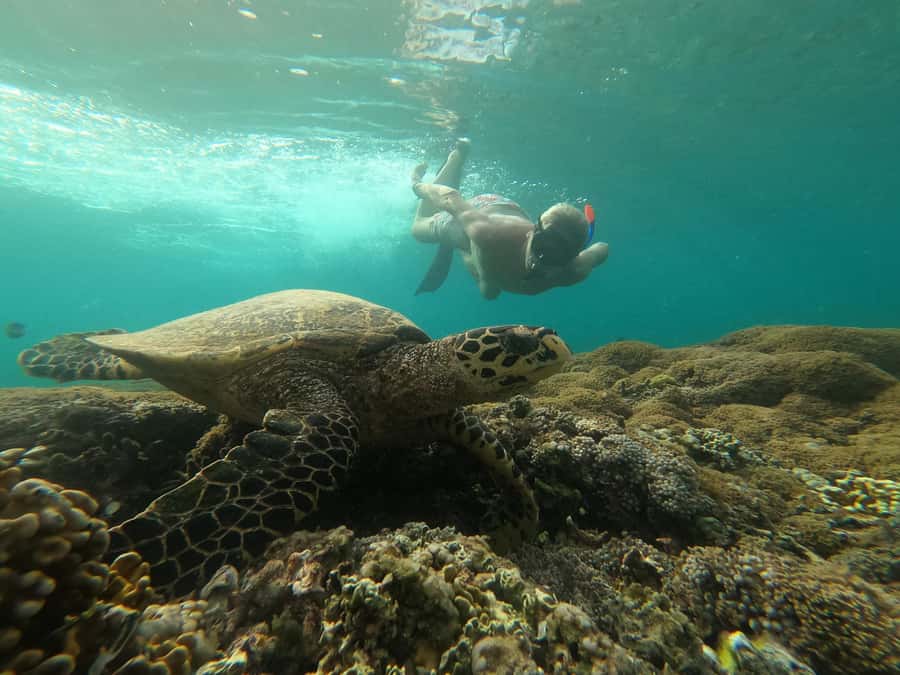 3 Islands Snorkeling with Glass Bottom Boat & GOPRO SHOOT - Turtle Point and the Sea Turtles