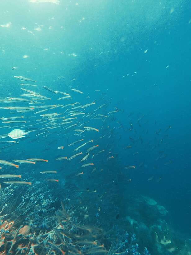 3DAYS AND 2NIGHTS SNORKEL ISLANDS HOPPING EXPEDITION - Key points to know before you book