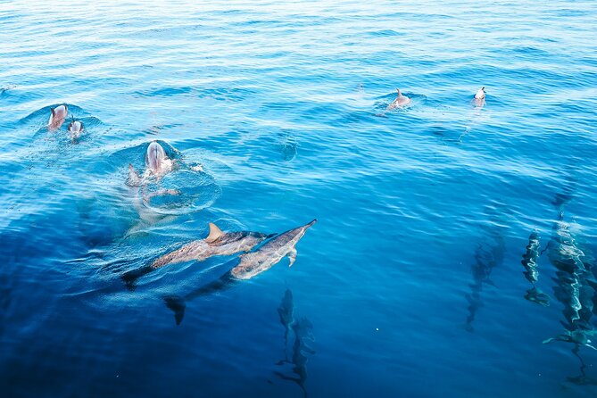 4 Hour Big Island Dolphin Watch Boat Tour, Snorkeling & BBQ Lunch - Key things to know before booking