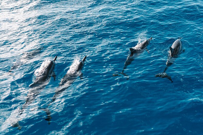 4 Hour Big Island Dolphin Watch Boat Tour, Snorkeling & BBQ Lunch - Searching for spinner dolphins offshore
