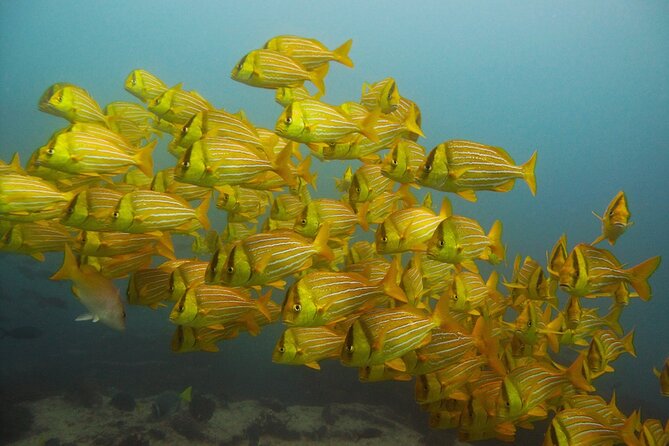 4-Hour Snorkeling Tour in Cabo San Lucas and Corridor - Starting at CaboTrek Hotel Tesoro