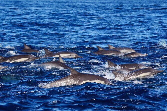 4-Hour Snorkeling Tour in Cabo San Lucas and Corridor - Santa Maria Beach offers a sheltered change of pace