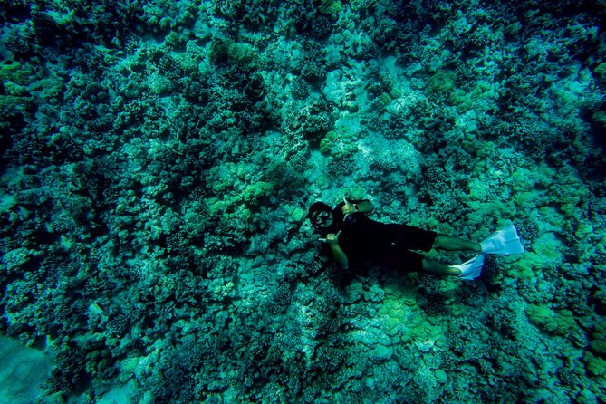 4 Hour Super-Raft Snorkeling Experience in Kailua-Kona - How the $140.54 price measures up