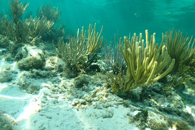 4-Stop Stingray, Snorkel, Star Fish & 7 Mile Beach (Family Owned) - Why Stingray City is worth the early start
