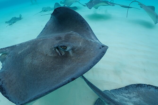 4-Stop Stingray, Snorkel, Star Fish & 7 Mile Beach (Family Owned) - Who should book this boat tour?