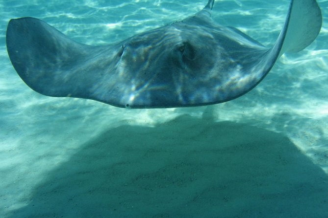 4-Stop Stingray, Snorkel, Star Fish & 7 Mile Beach (Family Owned) - Practical tips for a smoother day