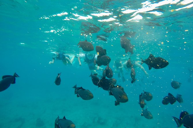 4hour Group Half Day Snorkeling Excursion in Grace Bay - Reef snorkeling near Providenciales
