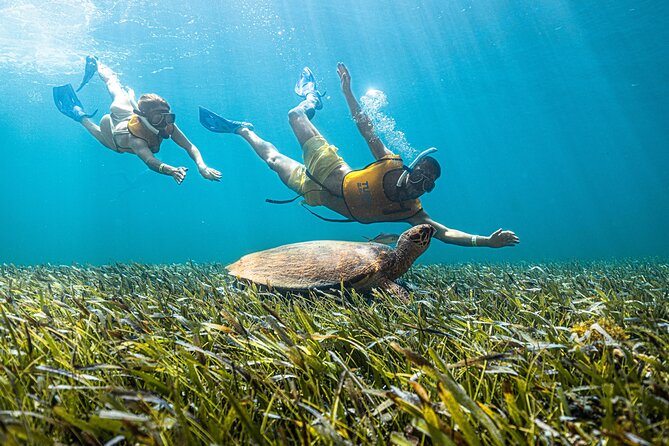 5-in-1 Cancun Snorkeling: Turtles, Reef, Musa, Shipwreck, Cenote - Reef fish first, with realistic expectations