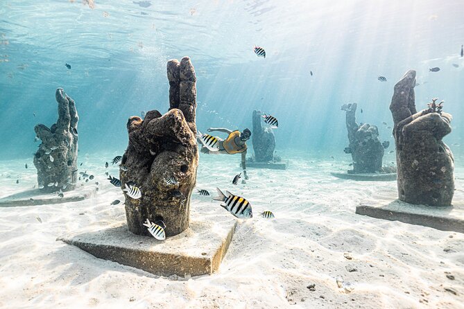 5-in-1 Cancun Snorkeling: Turtles, Reef, Musa, Shipwreck, Cenote - Turtle time and the limits of wildlife