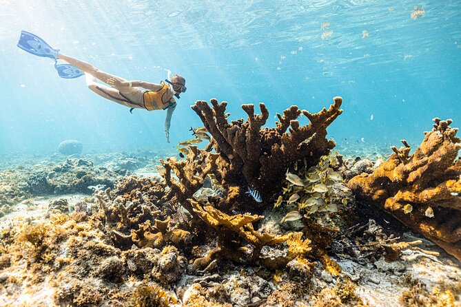 5-in-1 Cancun Snorkeling: Turtles, Reef, Musa, Shipwreck, Cenote - Pickup, timing, and what to bring