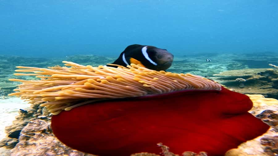 5 Islands All-Inclusive Speedboat w/Snorkeling Sea Turtle - Who will enjoy this day most