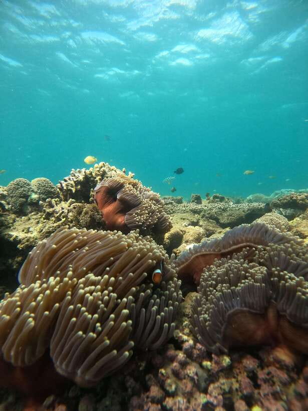 5 Secret Gili Boat Trip & Snorkeling in Southwest Of Lombok - Gili Rengit and the changing conditions underwater