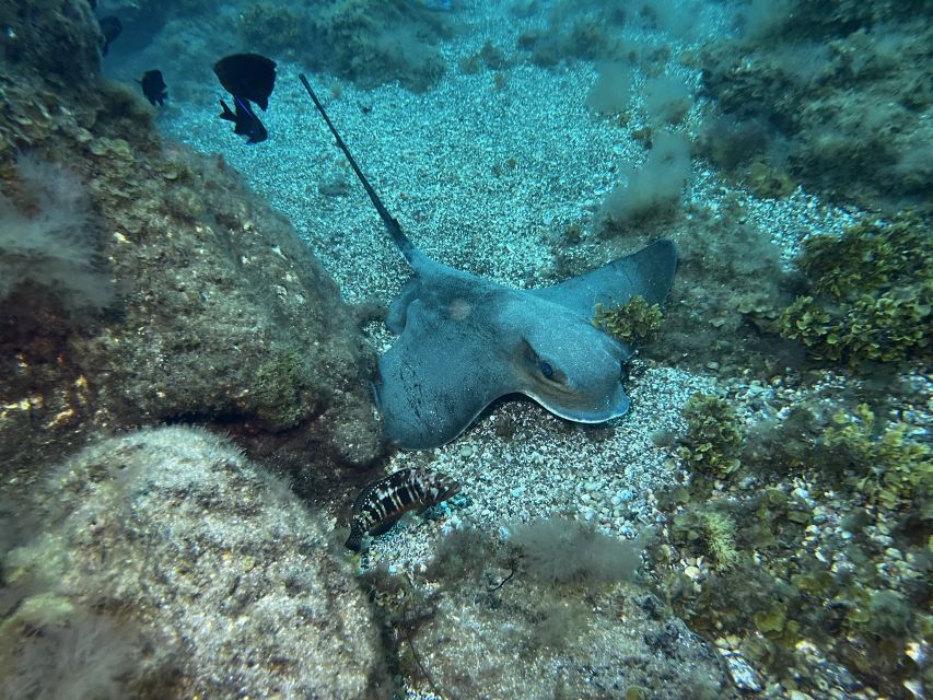 Abades: Guided Snorkeling Tour with Photos - Who should book this outing?