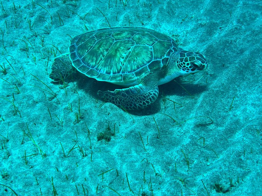 Abades: Guided Snorkeling Tour with Photos - What this Abades snorkeling tour is really like