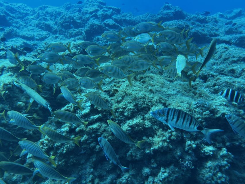 Abades: Guided Snorkeling Tour with Photos - Fish, rays, octopuses, and the turtle question