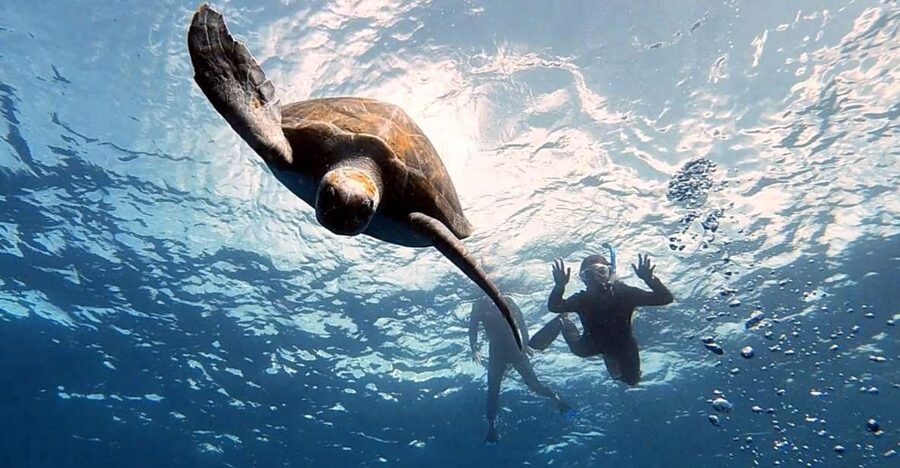 Abades: Tenerife Turtles and Rays Snorkeling Trip - Key points at a glance