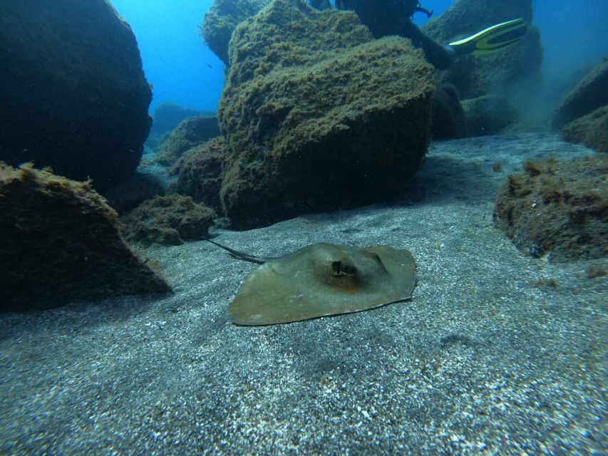 Abades: Tenerife Turtles and Rays Snorkeling Trip - A practical way to decide