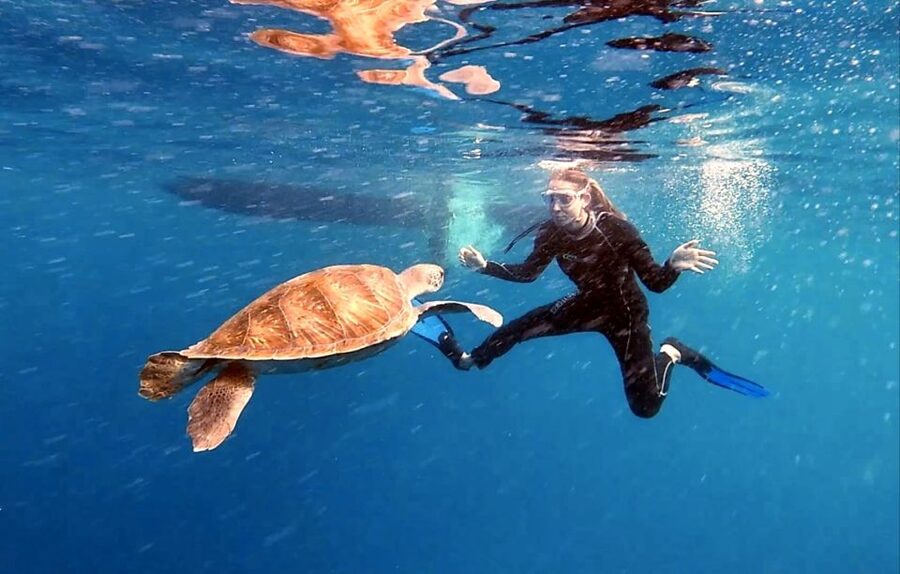 Abades: Tenerife Turtles and Rays Snorkeling Trip - What the 1.5-hour outing is really like