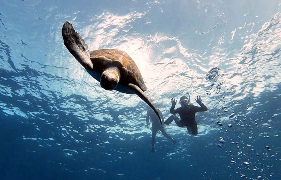Abades: Tenerife Turtles and Rays Snorkeling Trip - Paco’s beginner-friendly approach